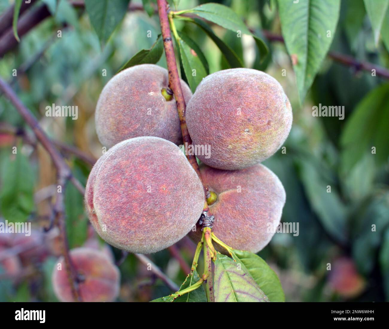 On the branch of a tree with green leaves grow ripe peach fruits Stock ...
