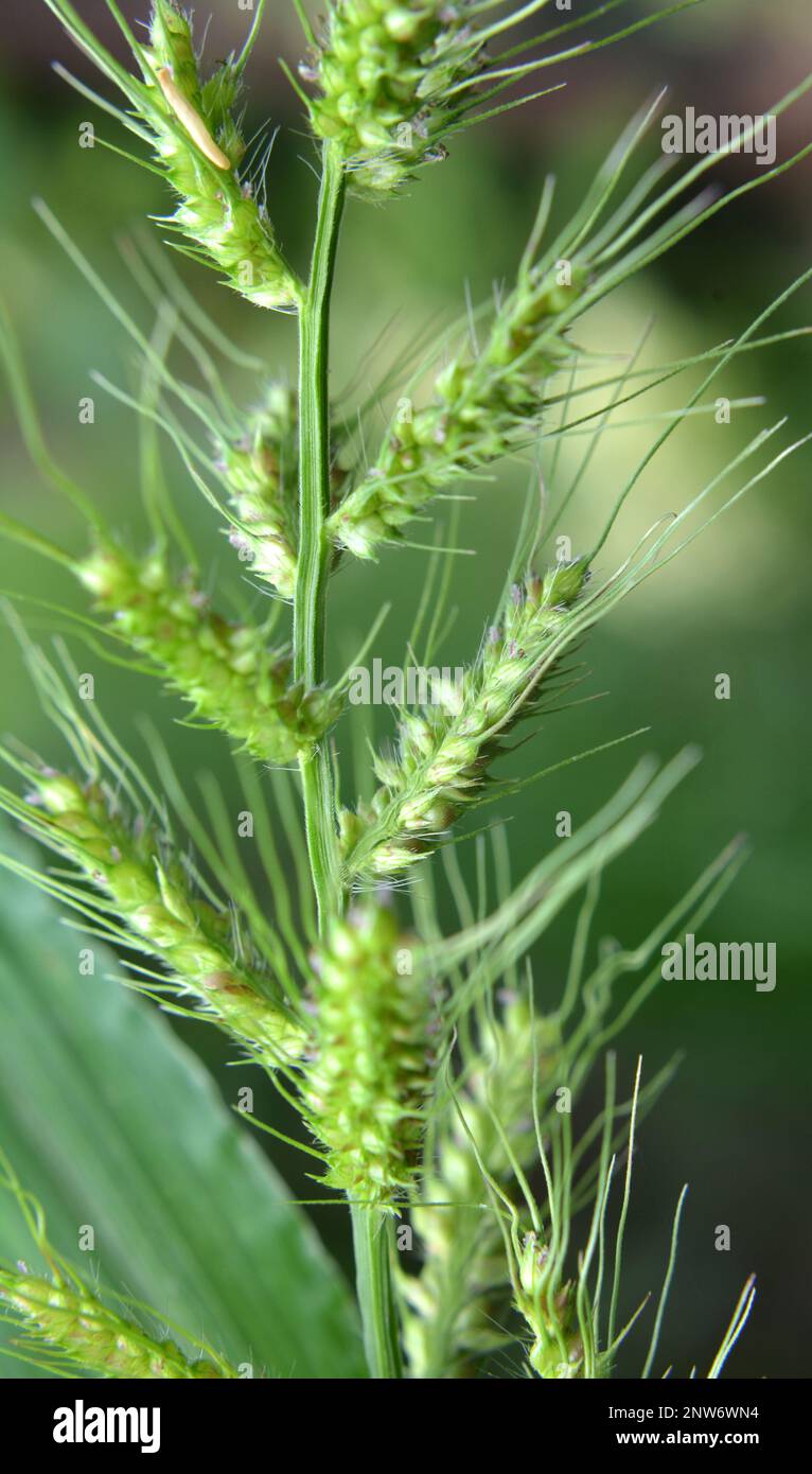 In the field, as weeds among the agricultural crops grow Echinochloa crus-galli Stock Photo