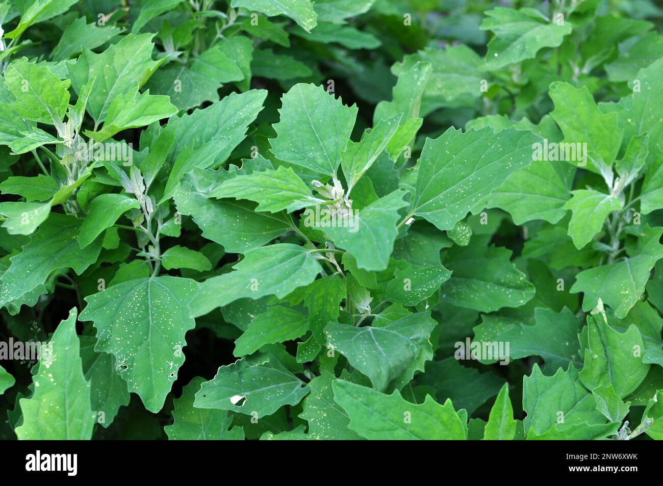 White quinoa (Chenopodium album) grows in wild nature Stock Photo