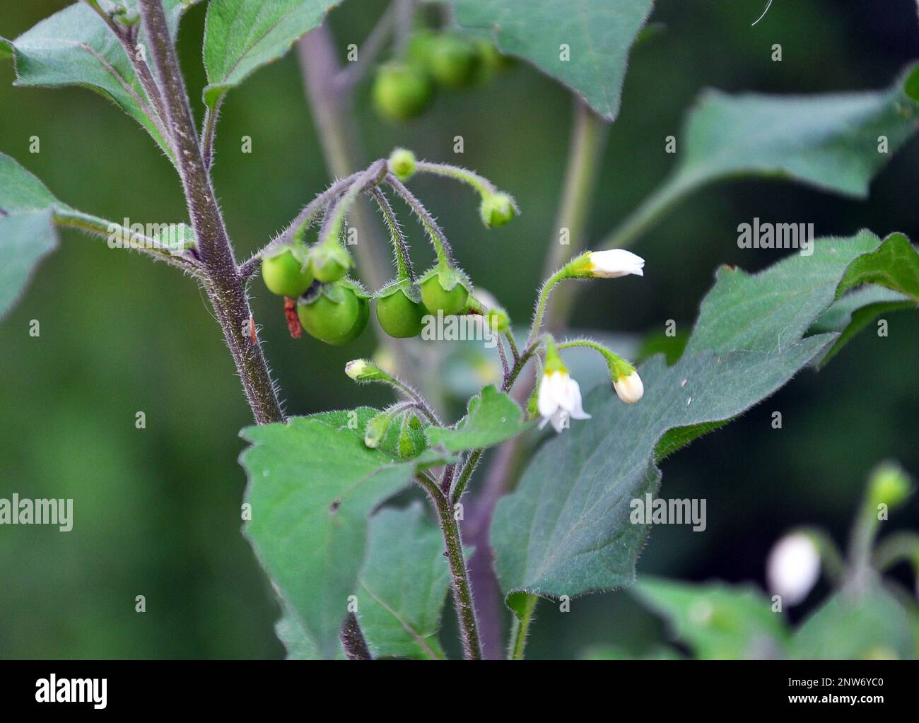 In nature grows plant with poisonous berries nightshade (Solanum nigrum ...