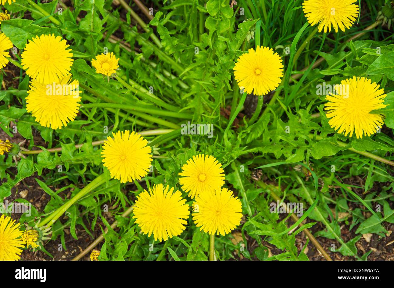 A plant of flowering dandelion, Taraxacum officinale, seen directly from above. Stock Photo