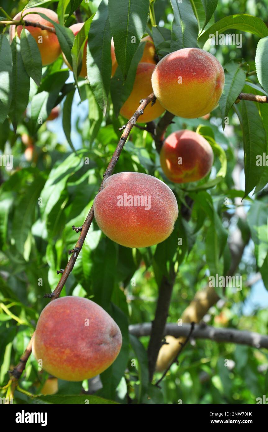 On the branch of a tree with green leaves grow ripe peach fruits Stock ...
