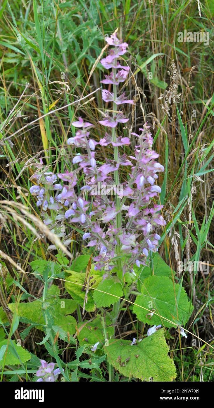 Clary sage (Salvia sclarea) grows in the wild Stock Photo