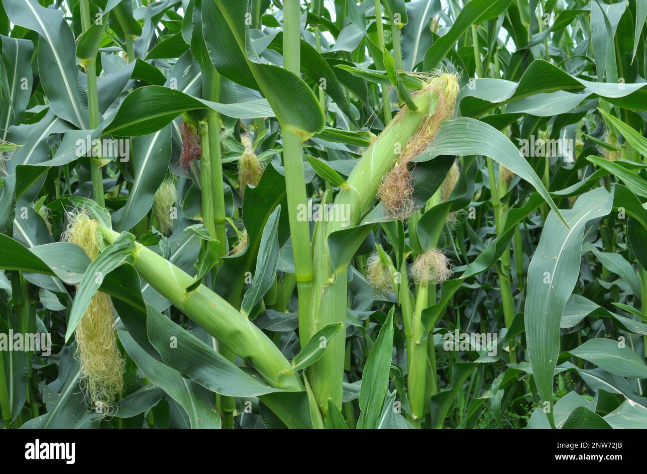 In the summer on a young stalk of corn ripens cob Stock Photo