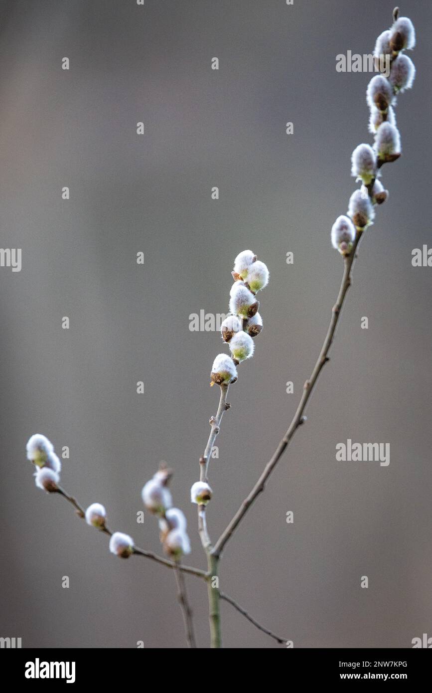 Cottbus, Germany. 28th Feb, 2023. Inflorescences of the sal willow, so-called willow catkins, grow on a tree. The flowers develop before the leaves shoot. Credit: Frank Hammerschmidt/dpa/Alamy Live News Stock Photo