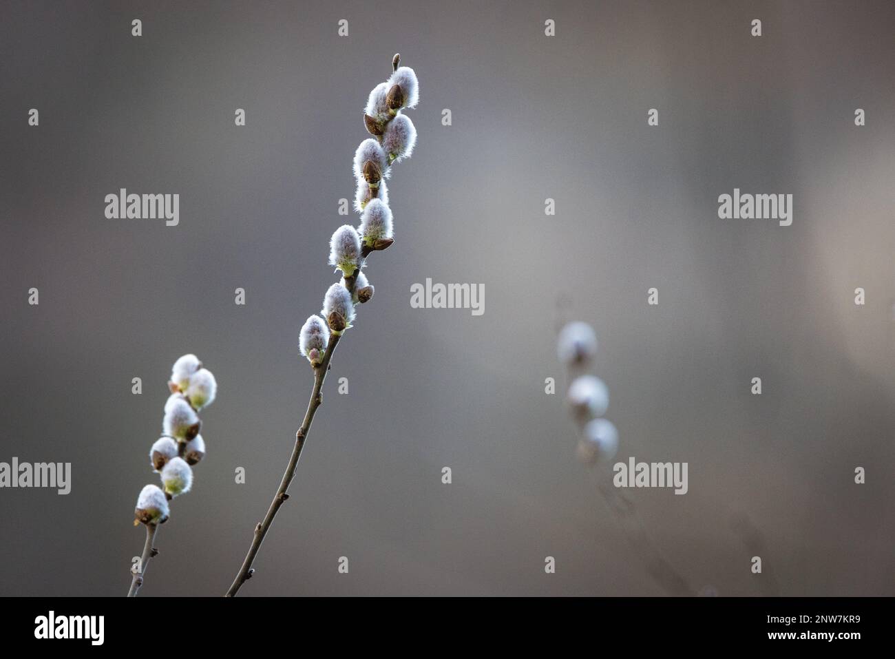 Cottbus, Germany. 28th Feb, 2023. Inflorescences of the sal willow, so-called willow catkins, grow on a tree. The flowers develop before the leaves shoot. Credit: Frank Hammerschmidt/dpa/Alamy Live News Stock Photo