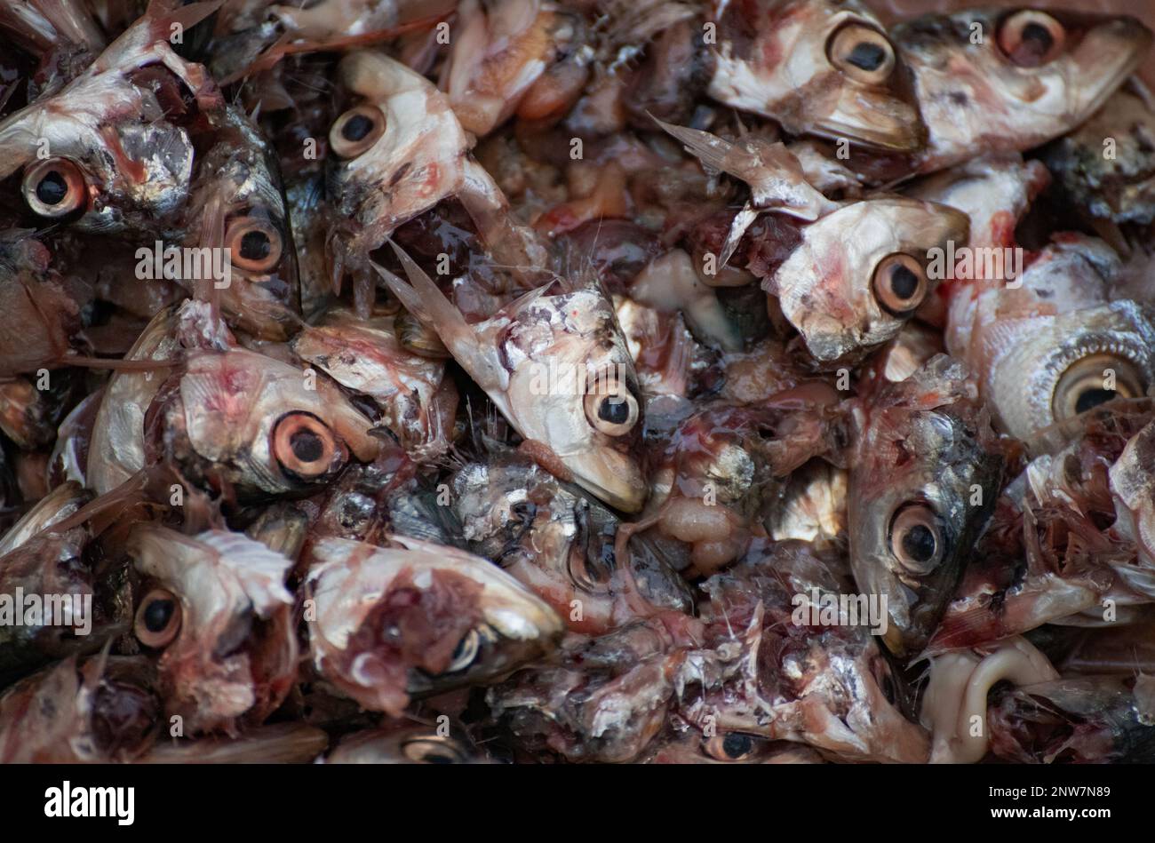 sardine heads Stock Photo