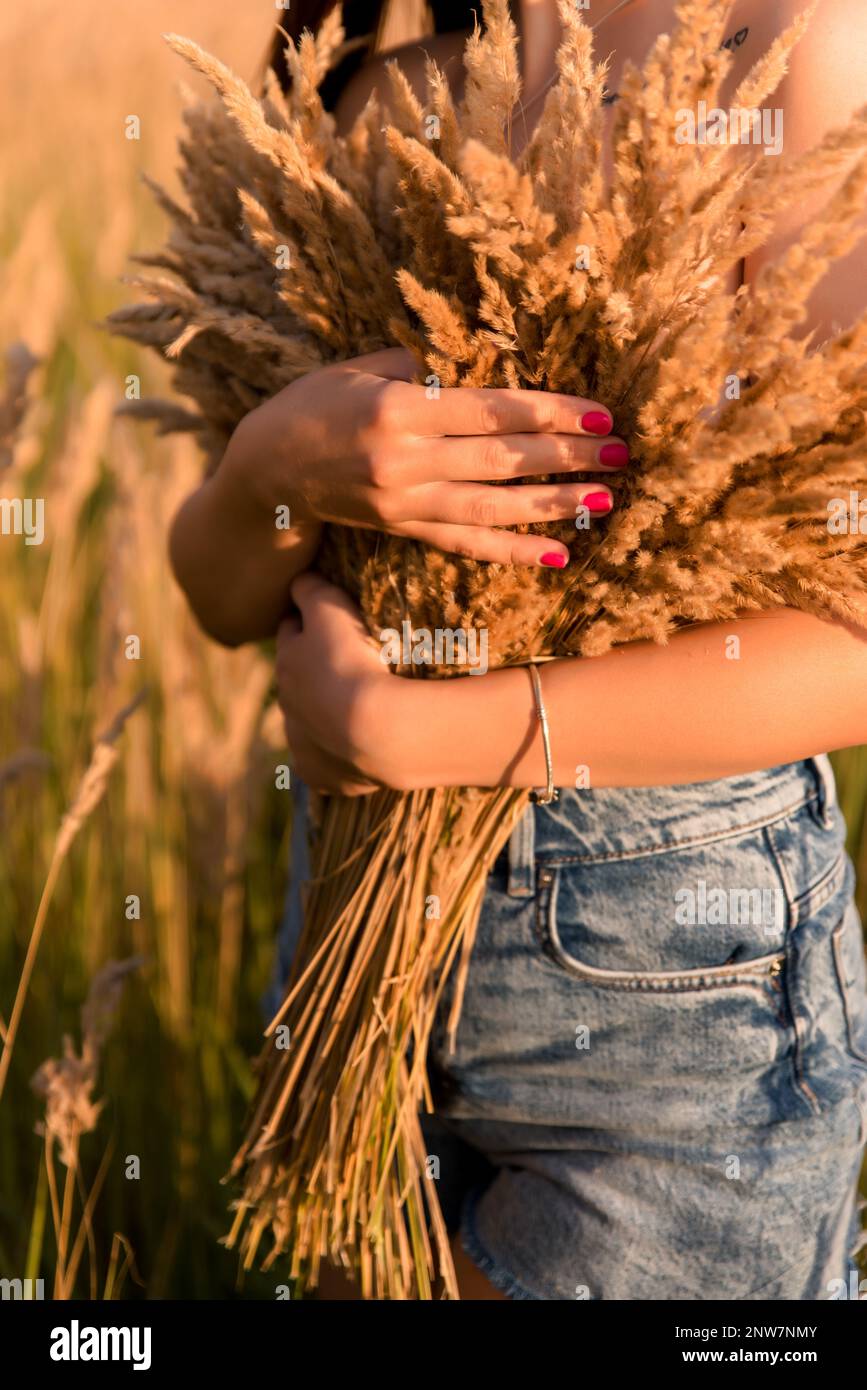 Cropped image of young woman holding spikelets in wheat field. Stock Photo