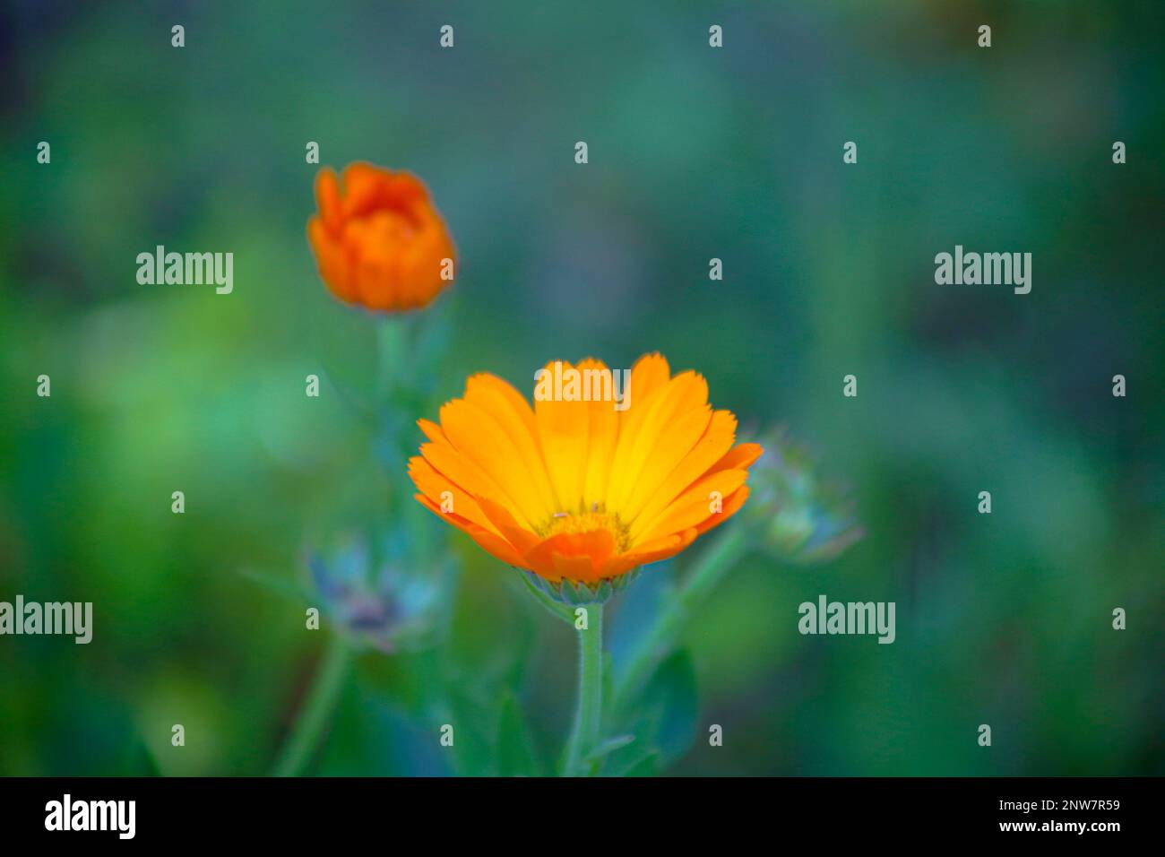 To blossom, the lotus flower must grow through mud and dirty pond water