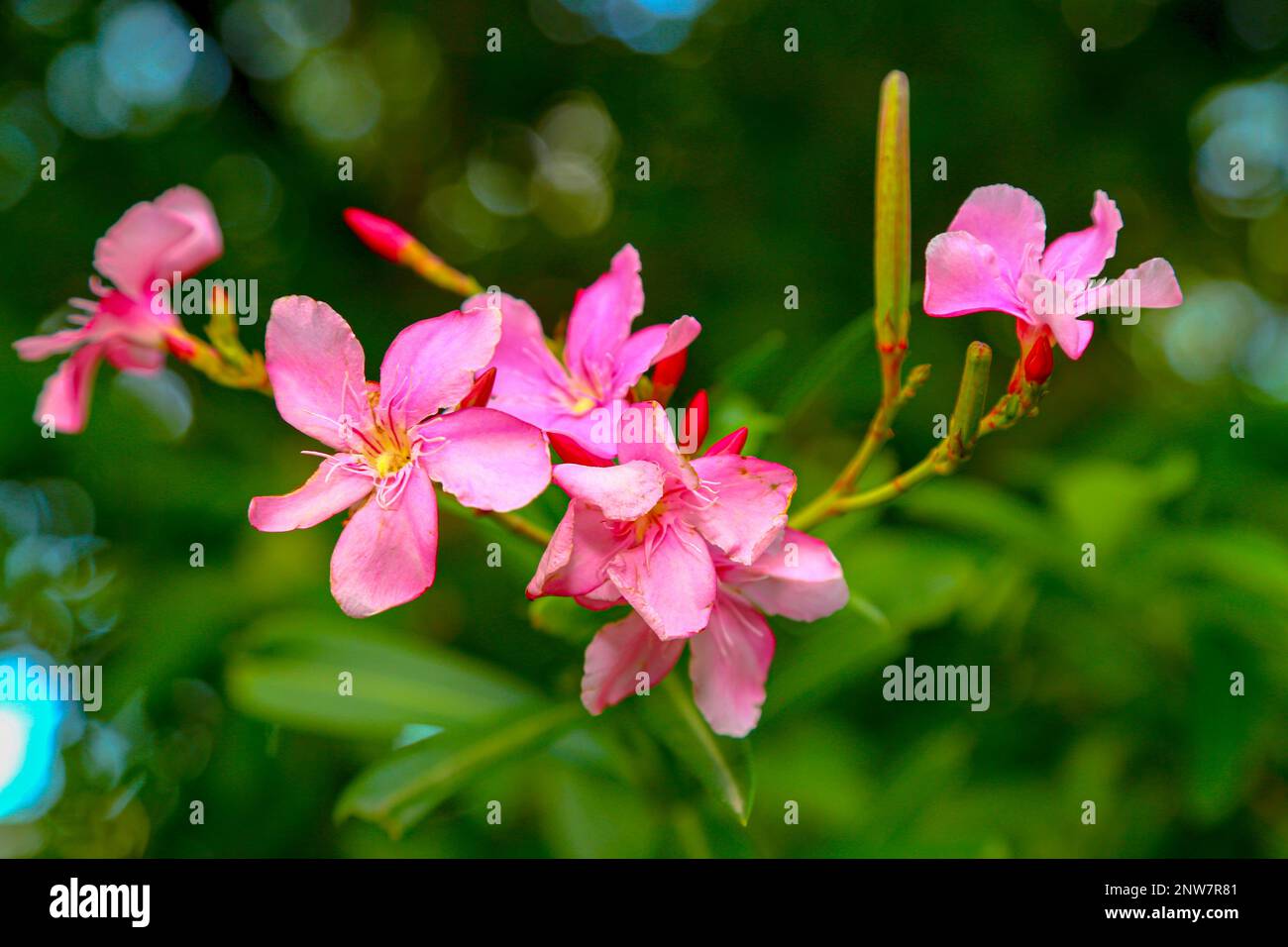 To blossom, the lotus flower must grow through mud and dirty pond water