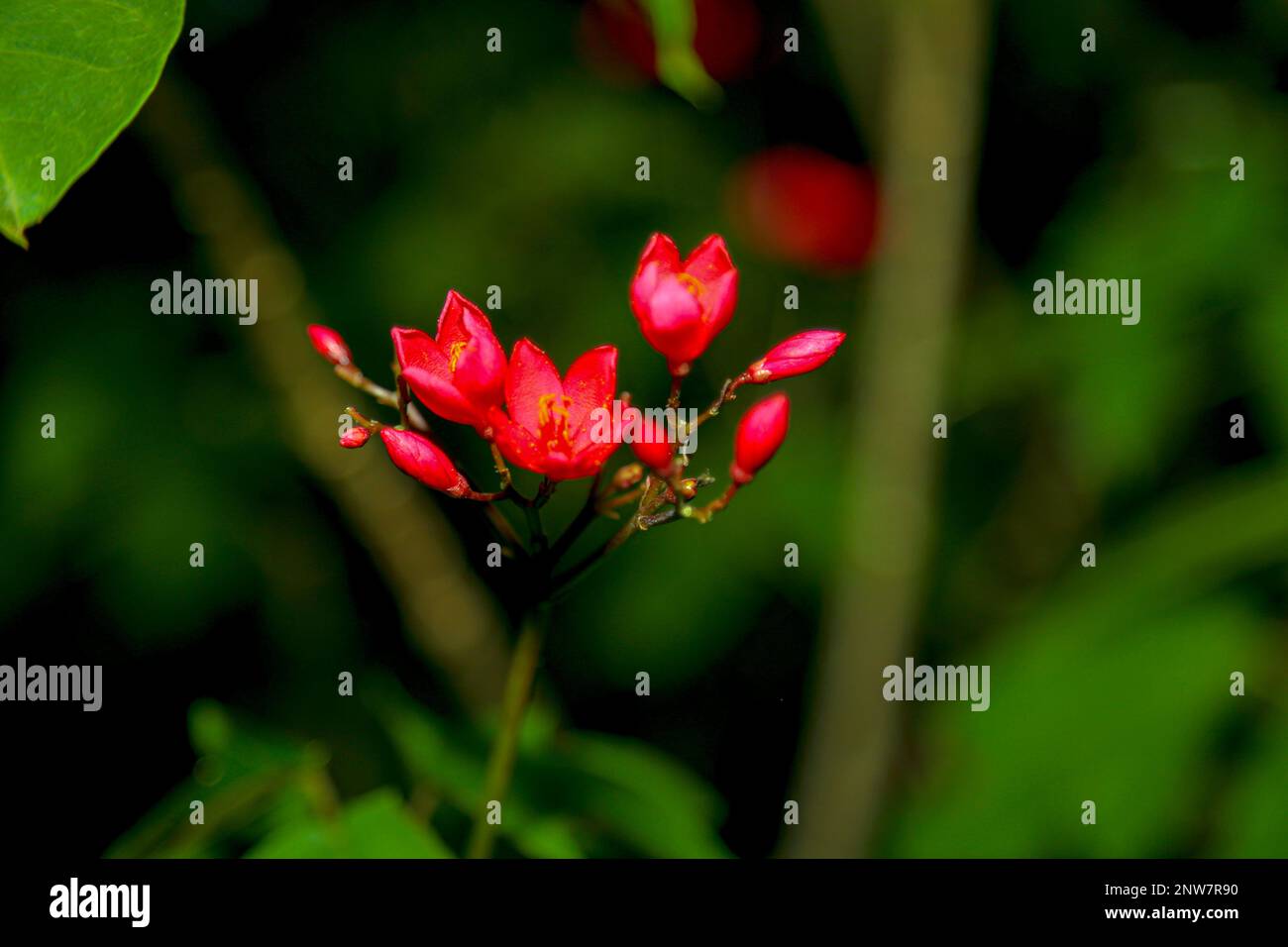 To blossom, the lotus flower must grow through mud and dirty pond water
