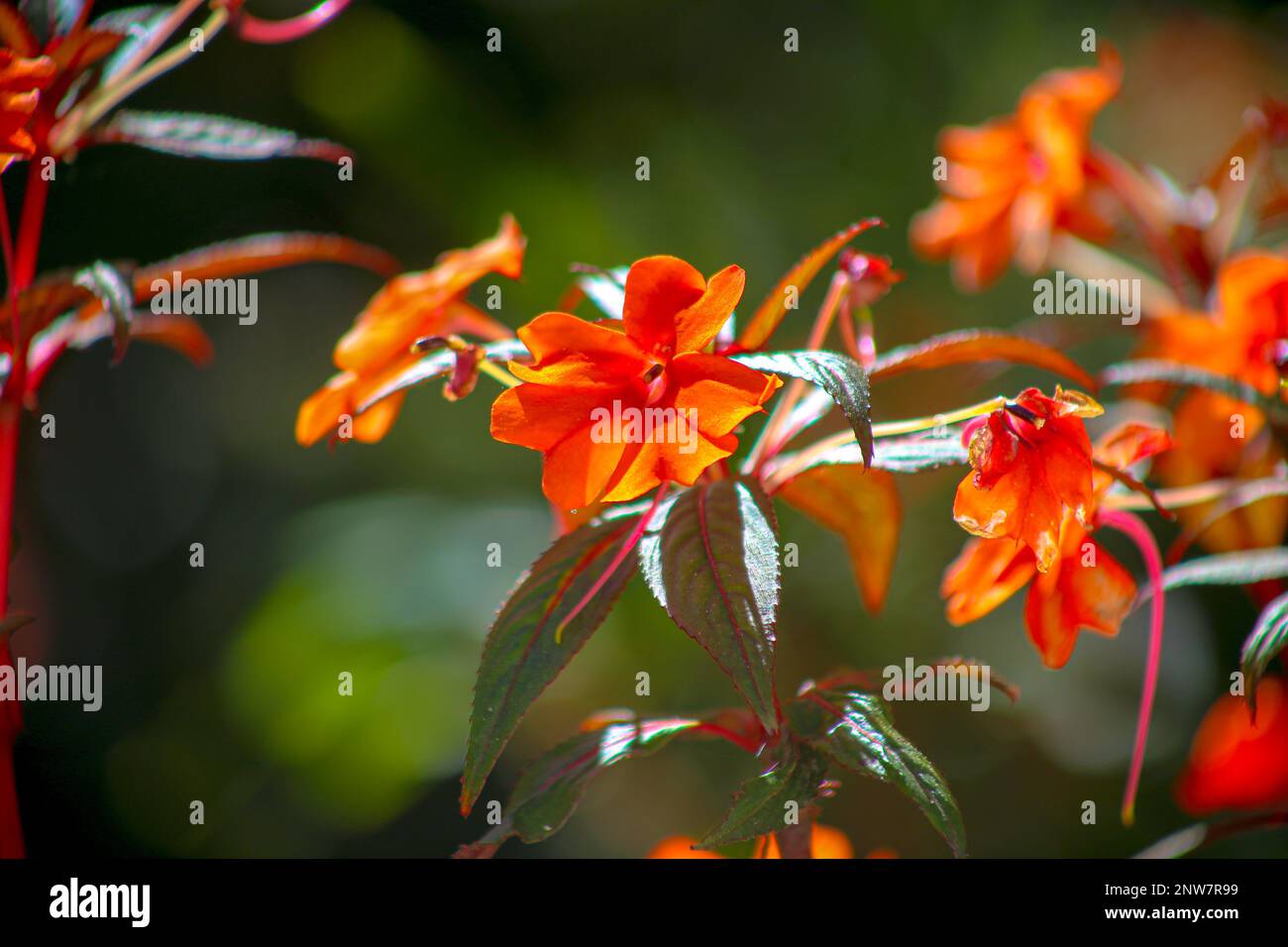 To blossom, the lotus flower must grow through mud and dirty pond water