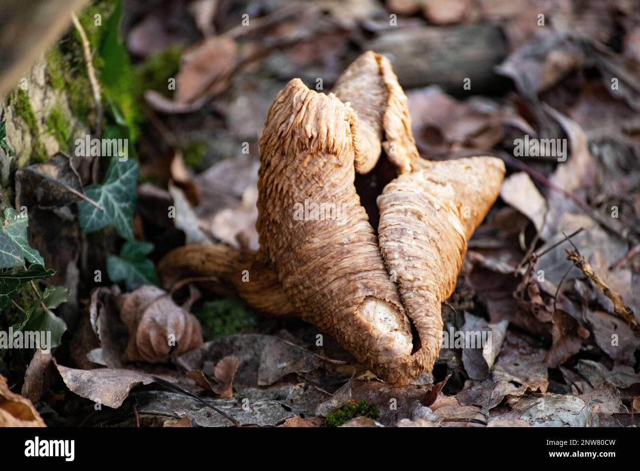 Winter mushroom Cortinarius cinnamomeus Stock Photo