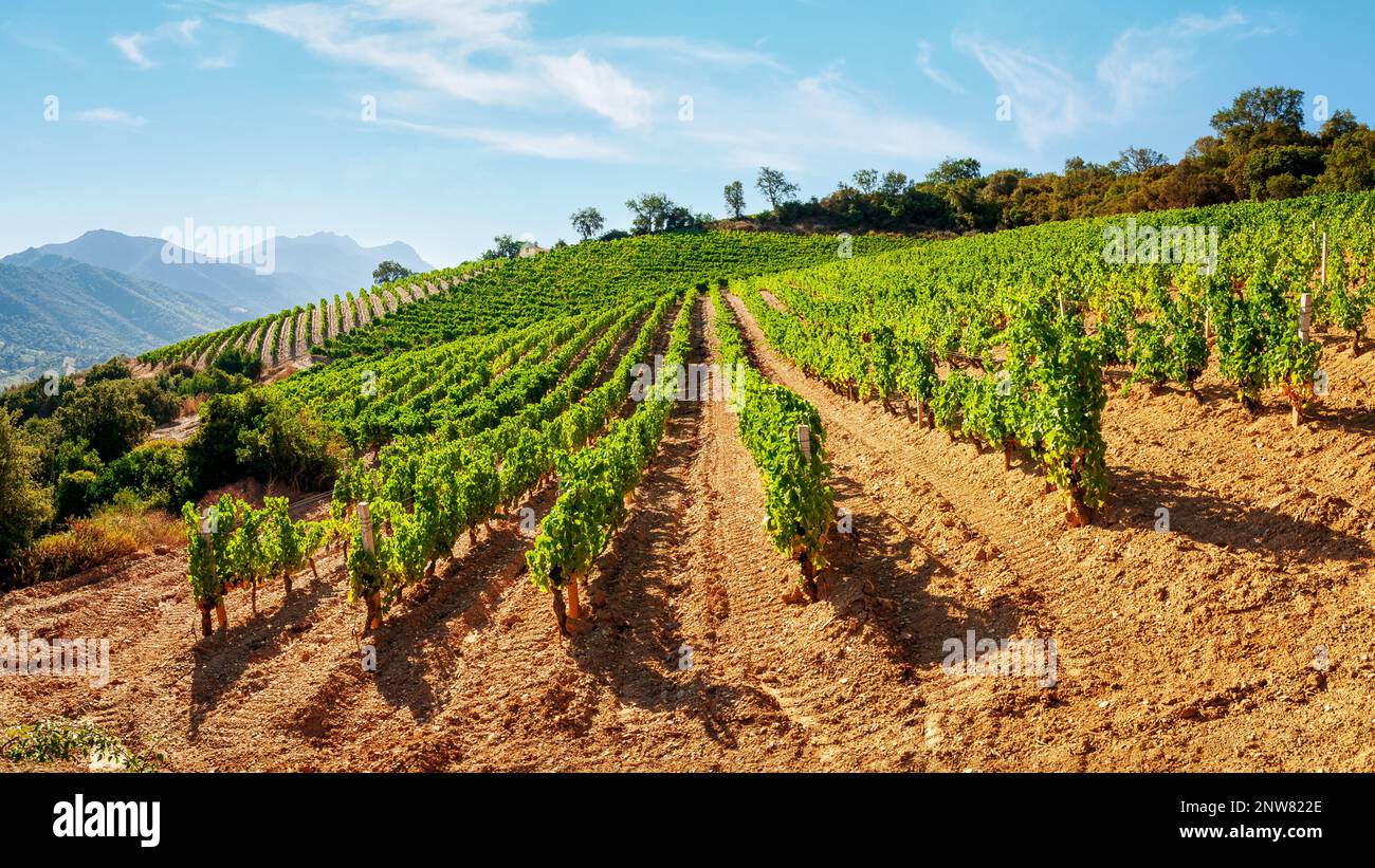 Southern Italy Rural Mountain landscape with the cultivation of vineyards for the production ...