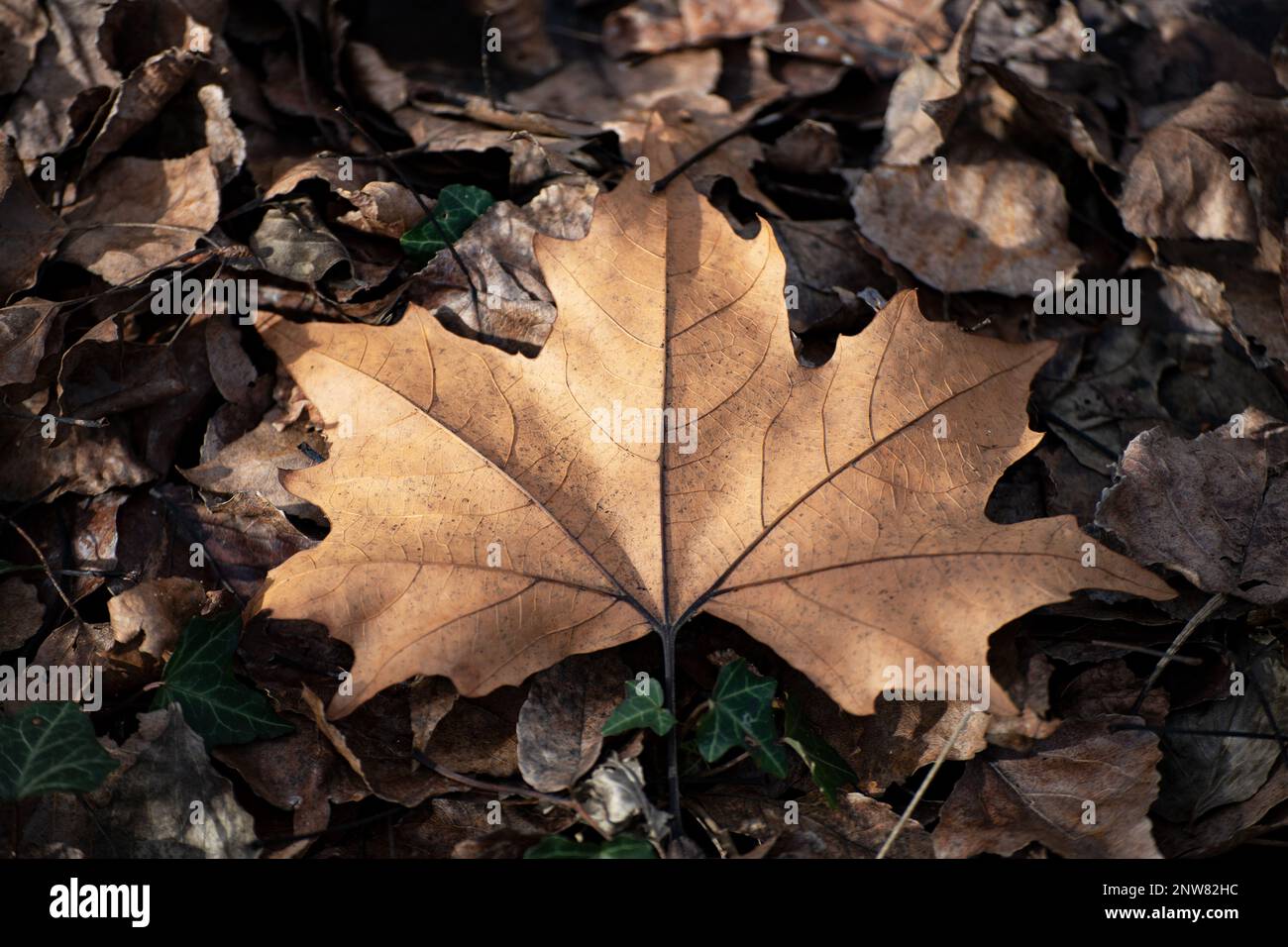 Fallen dry maple leaf hi-res stock photography and images - Alamy