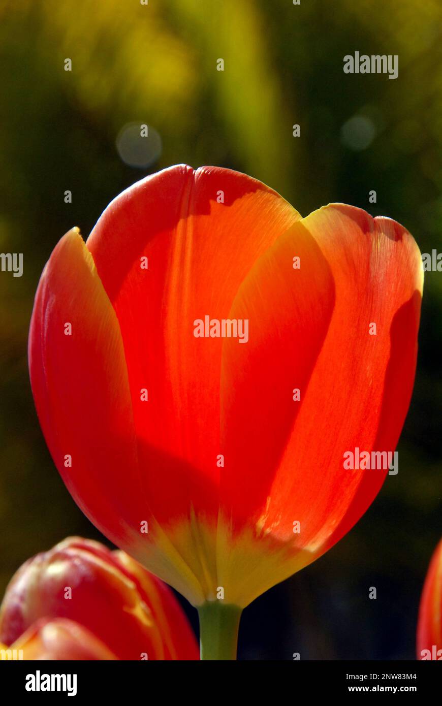 Single Tulip Close Up Stock Photo