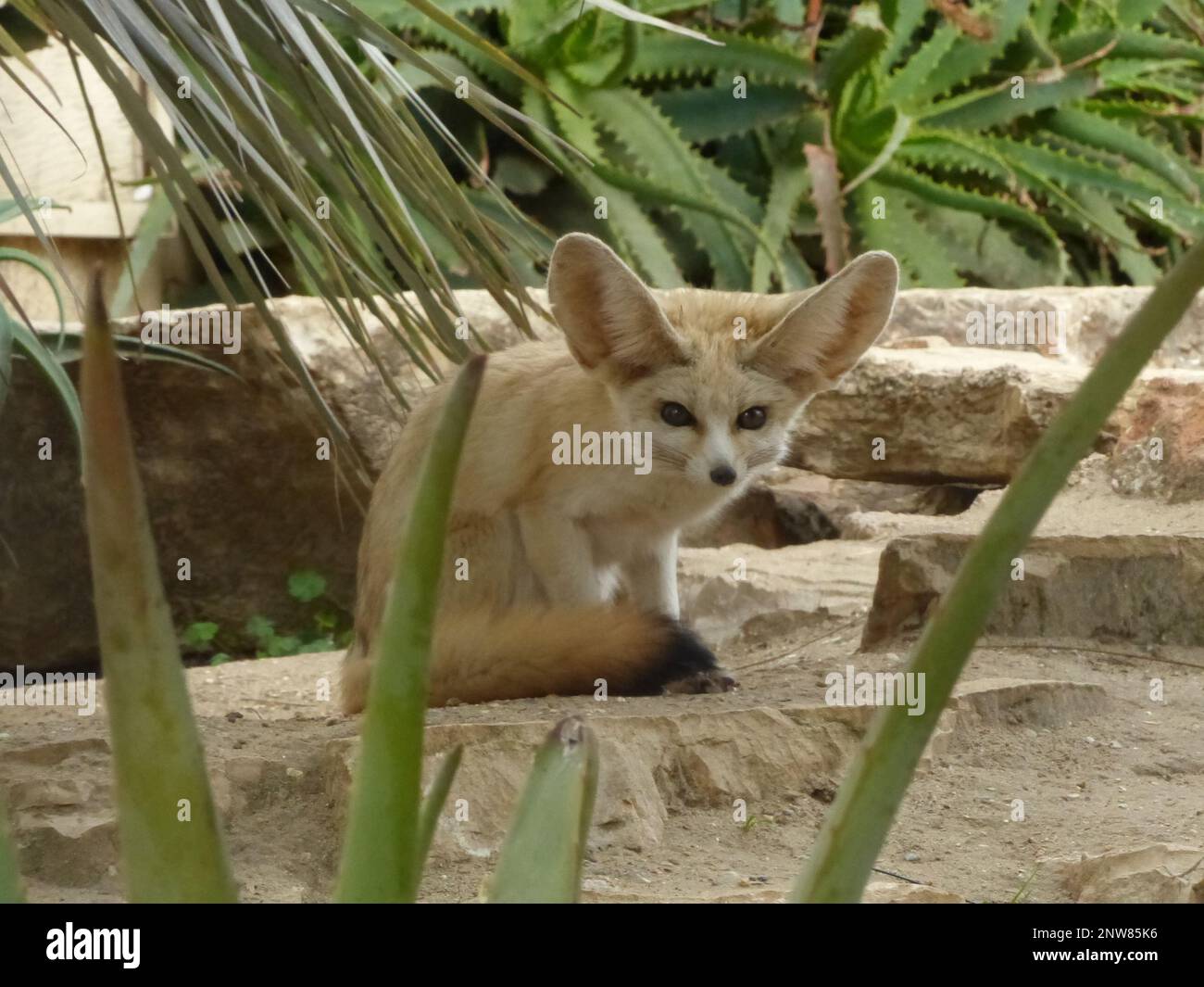 Perfect for animals hi-res stock photography and images - Alamy