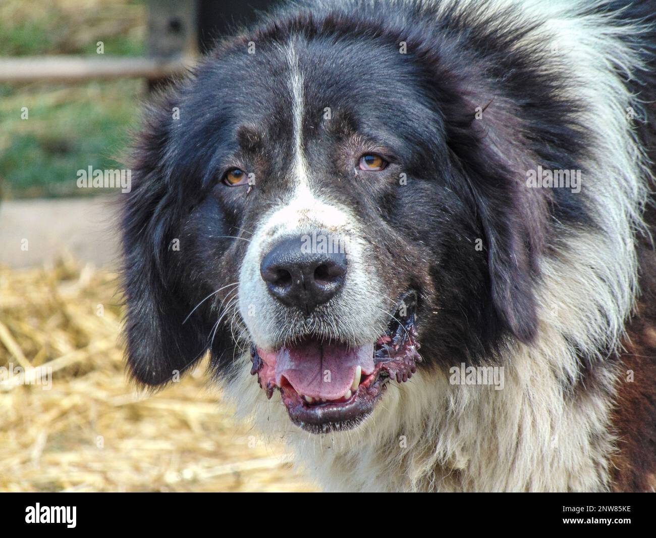 Romanian shepherd dog from Bucovina Stock Photo