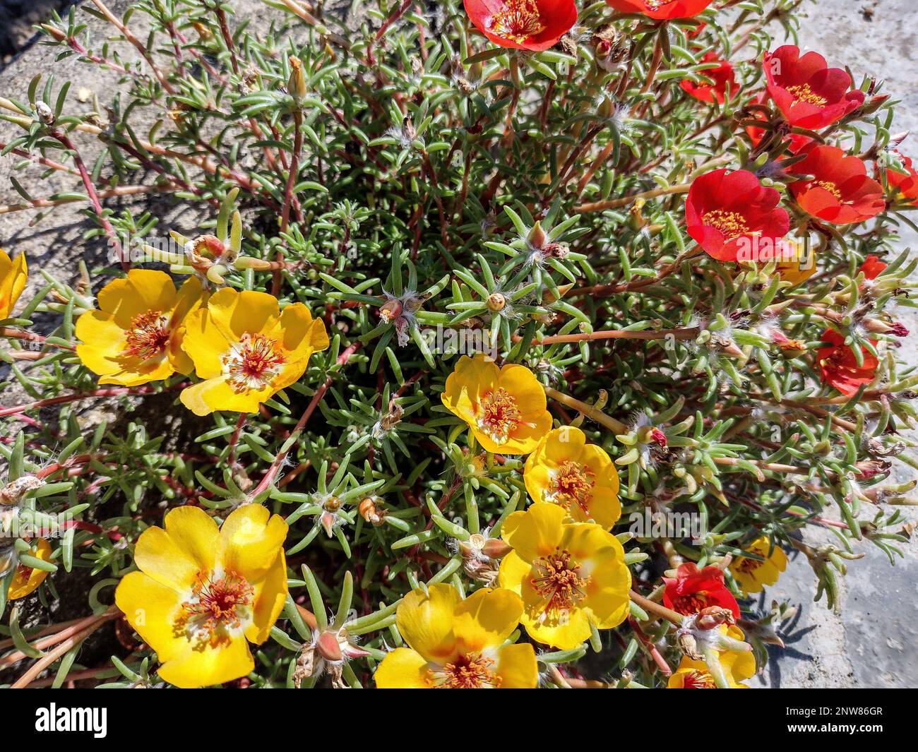 yellow and red Shrubby purslane flowers. Portulaca suffrutescens Stock Photo