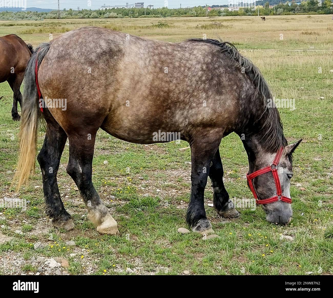 Horses graze grass hi-res stock photography and images - Alamy