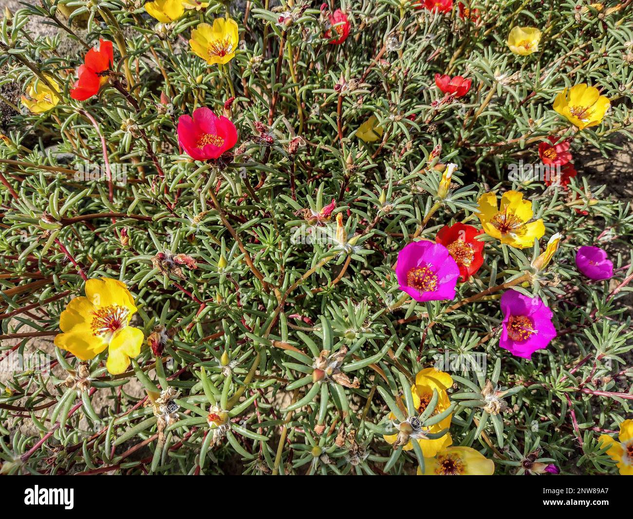 colored Shrubby purslane flowers. Portulaca suffrutescens Stock Photo