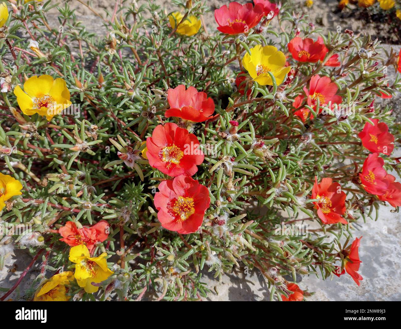 yellow and red Shrubby purslane flowers. Portulaca suffrutescens Stock Photo
