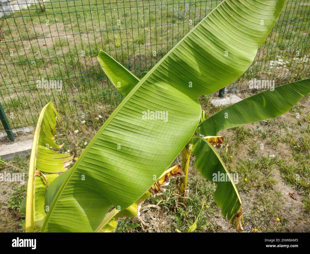 Little Japanese banana tree. Banana leaves. Musa tree Stock Photo Alamy