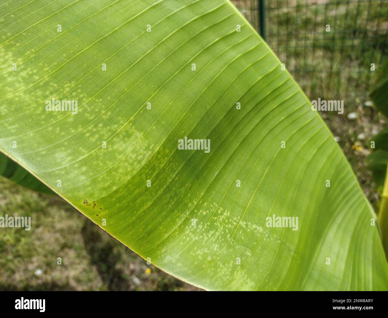 Little Japanese banana tree. Banana leaves. Musa tree Stock Photo Alamy