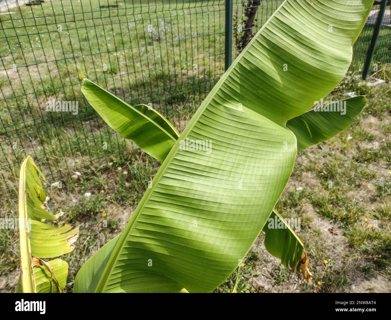Little Japanese banana tree. Banana leaves. Musa tree Stock Photo Alamy