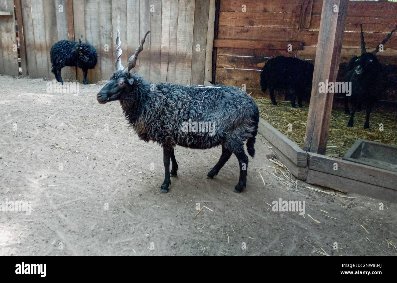 black Racka sheeps (Ovis aries aries racka) Stock Photo