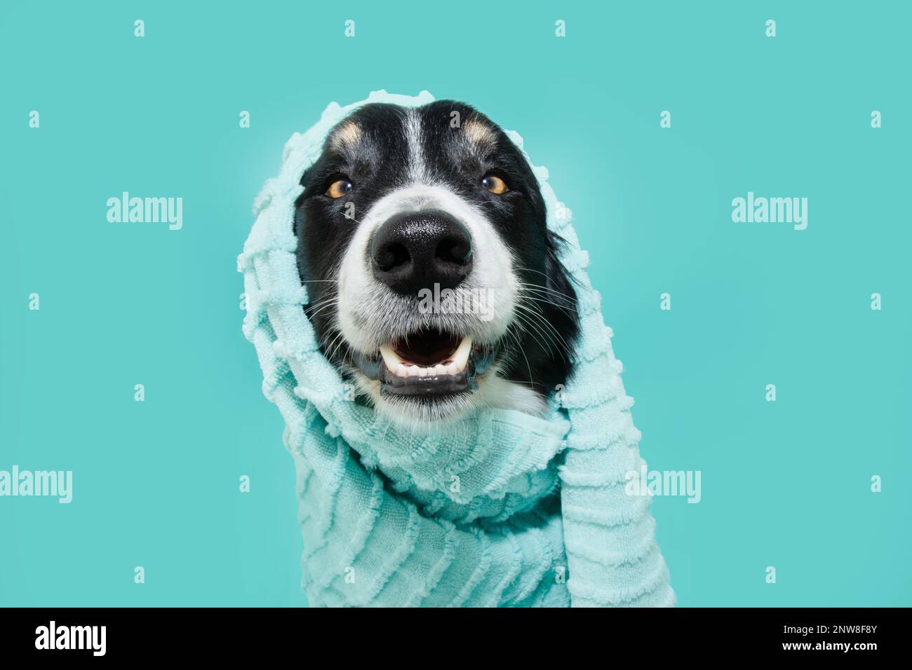 Funny portrait border collie dog wrapped with a towel after take a shower or bath. Isolated on blue backgorund Stock Photo