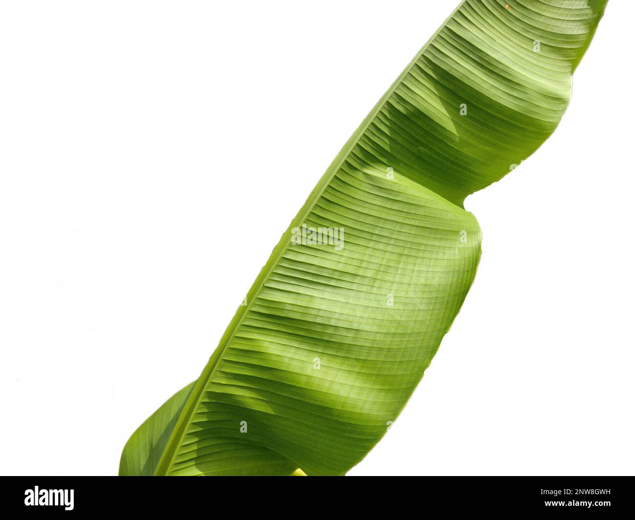Little Japanese banana tree. Banana leaves. Musa tree Stock Photo Alamy