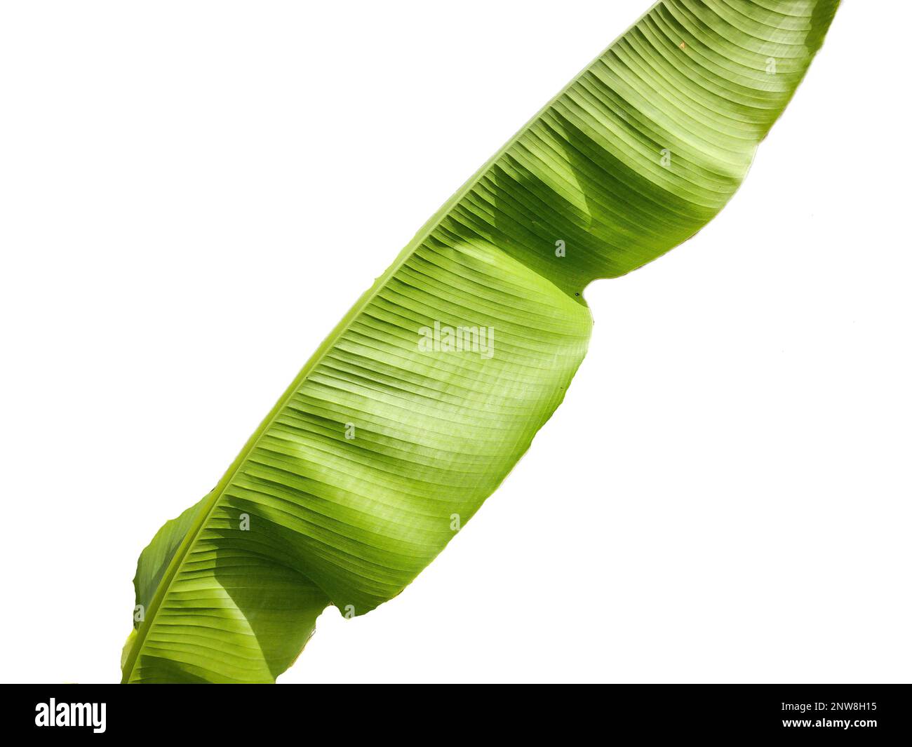 Little Japanese banana tree. Banana leaves. Musa tree Stock Photo Alamy