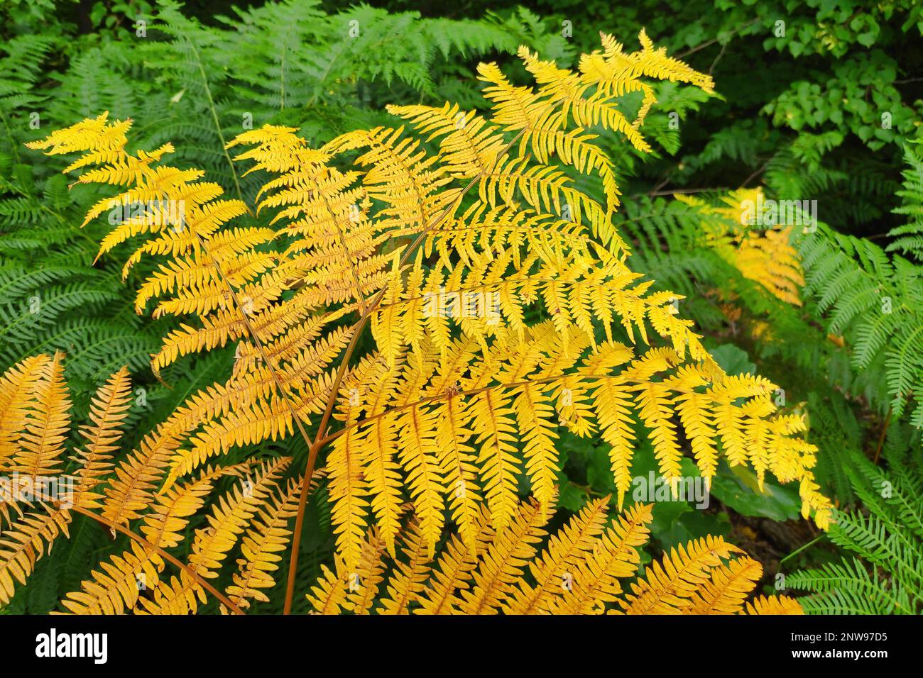 A fern (Polypodiopsida or Polypodiophyta) is a member of a group of vascular plants (plants with xylem and phloem) that reproduce via spores and have Stock Photo