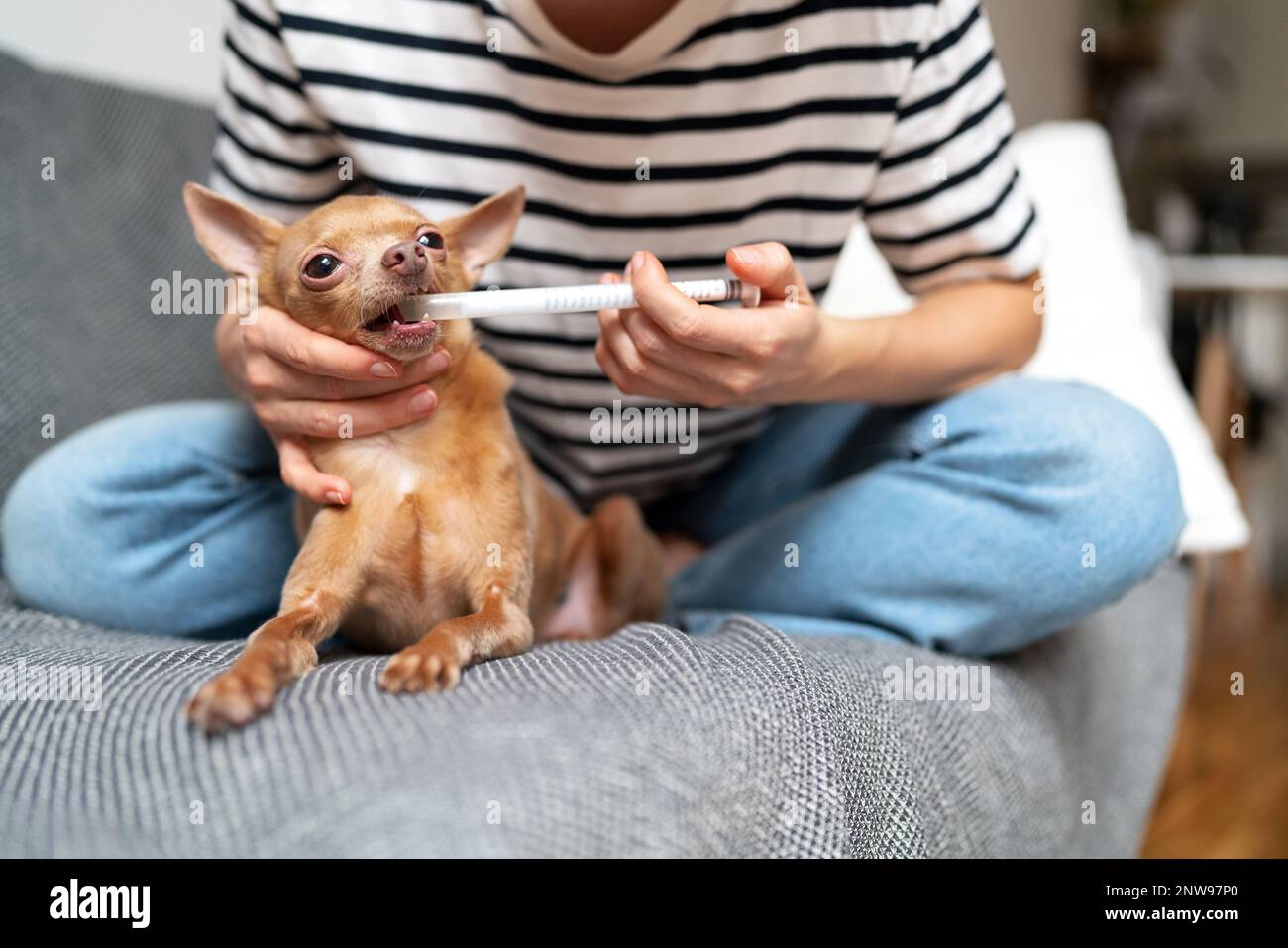 Pet owner giving medicine to her small dog using dispenser. Stock Photo