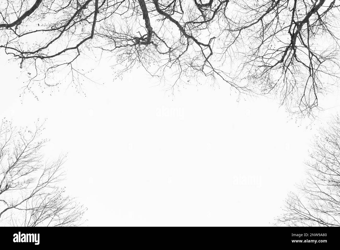 Frame from branches on the background a cloudy sky Stock Photo