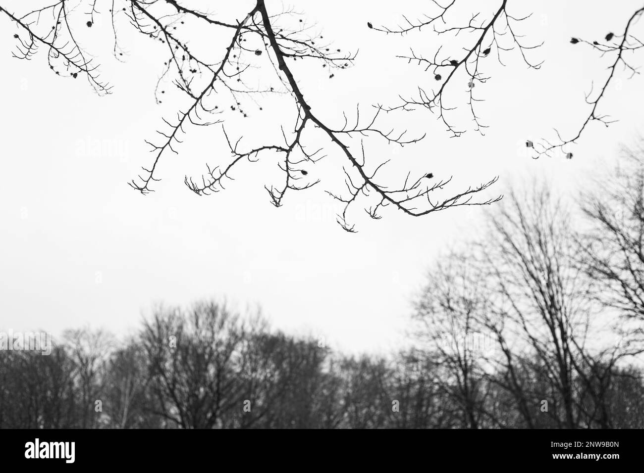 Tree branches with beech seeds on the background of the sky Stock Photo