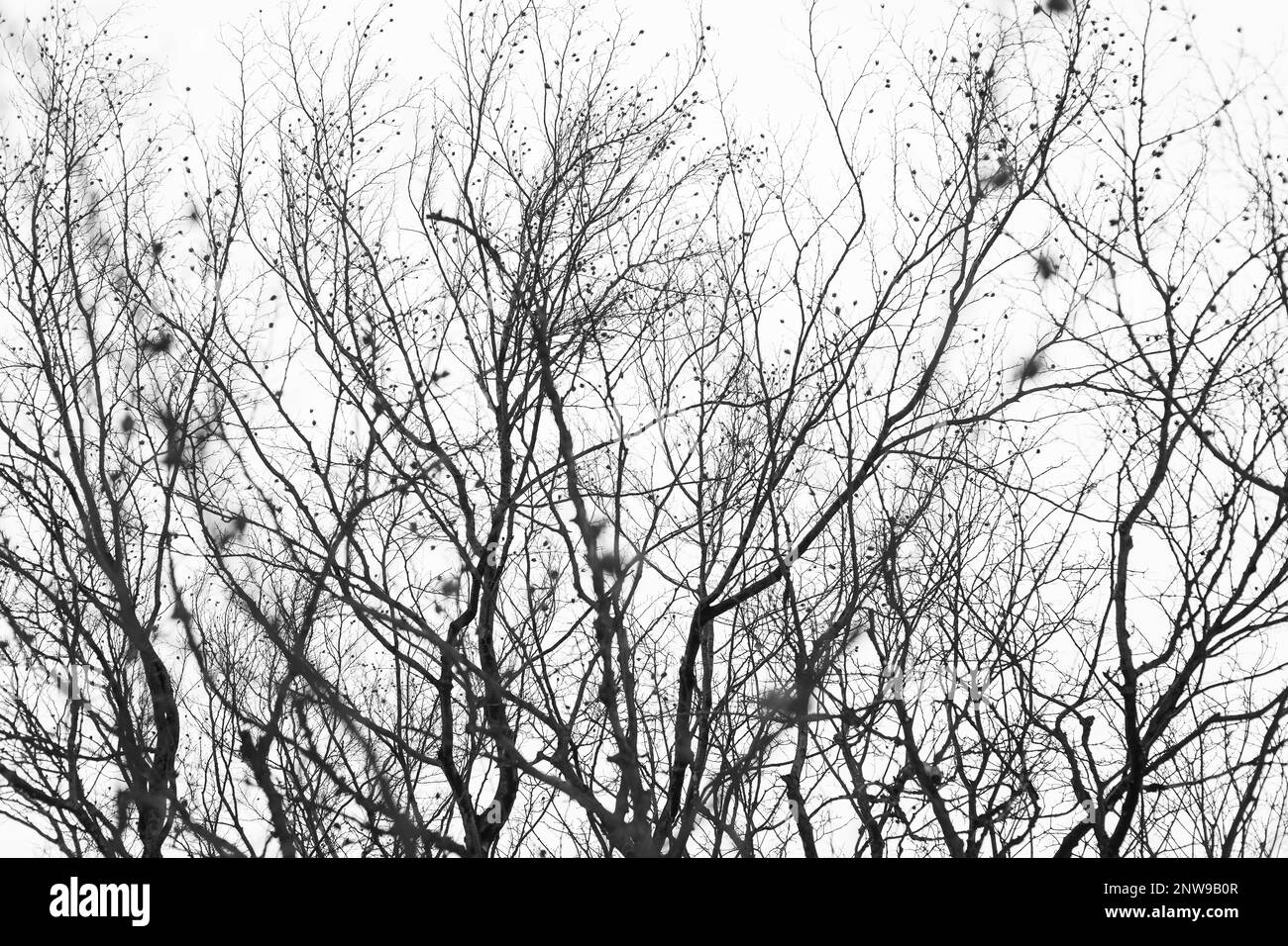 Tree seeds beech Black and White Stock Photos & Images - Alamy