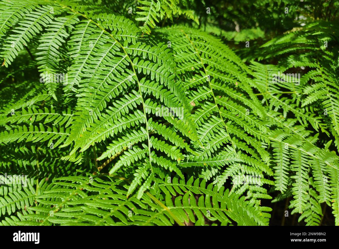 A fern (Polypodiopsida or Polypodiophyta) is a member of a group of vascular plants (plants with xylem and phloem) that reproduce via spores and have Stock Photo
