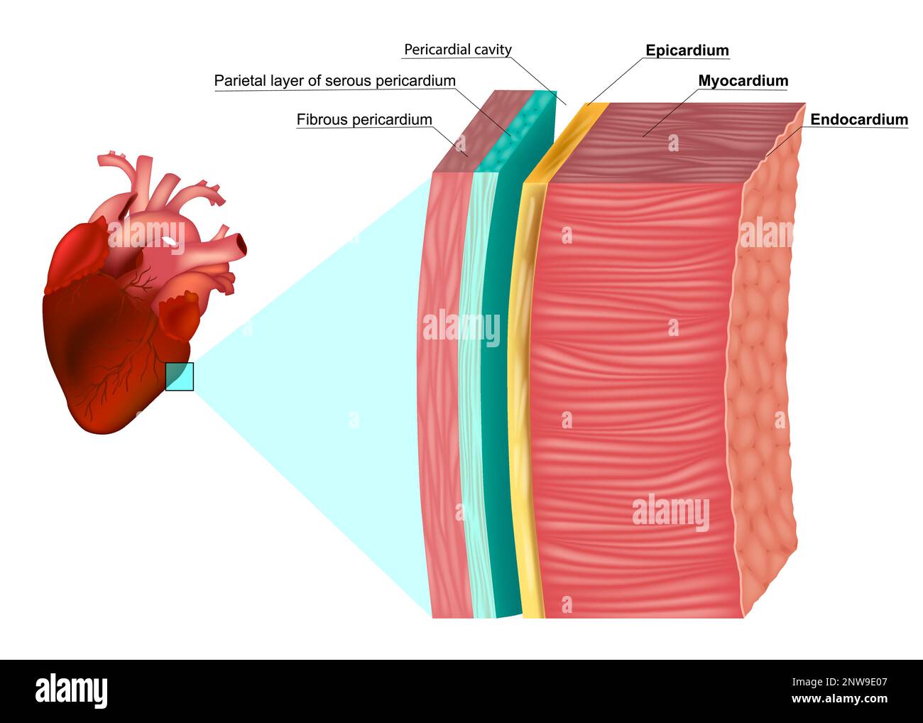 The Layers of the Heart Wall Anatomy. Myocardium, Epicardium, Endocardium and Pericardium. Heart wal structure Stock Vector