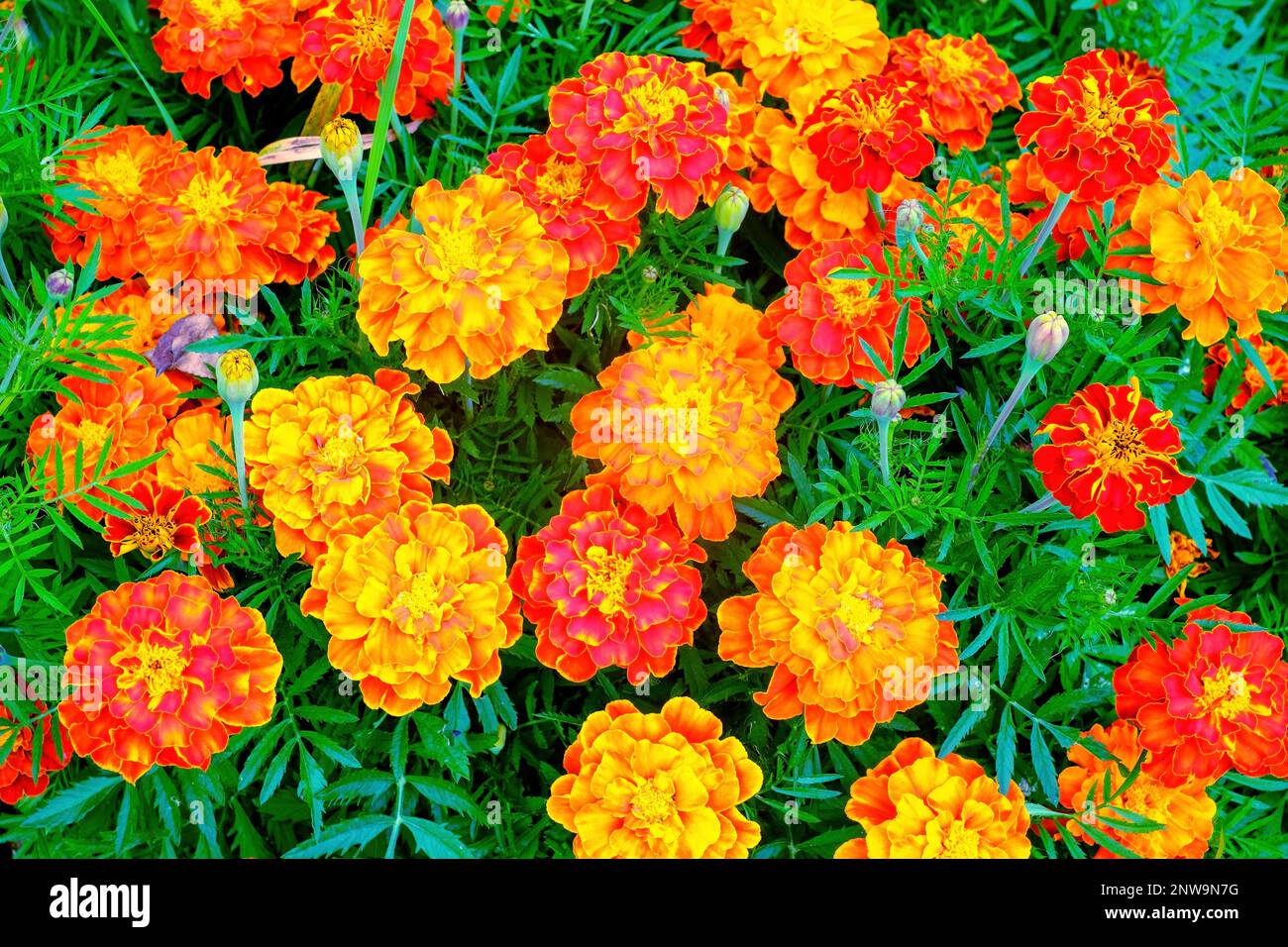 Tagetes is a genus of annual or perennial, mostly herbaceous plants in the family Asteraceae Stock Photo