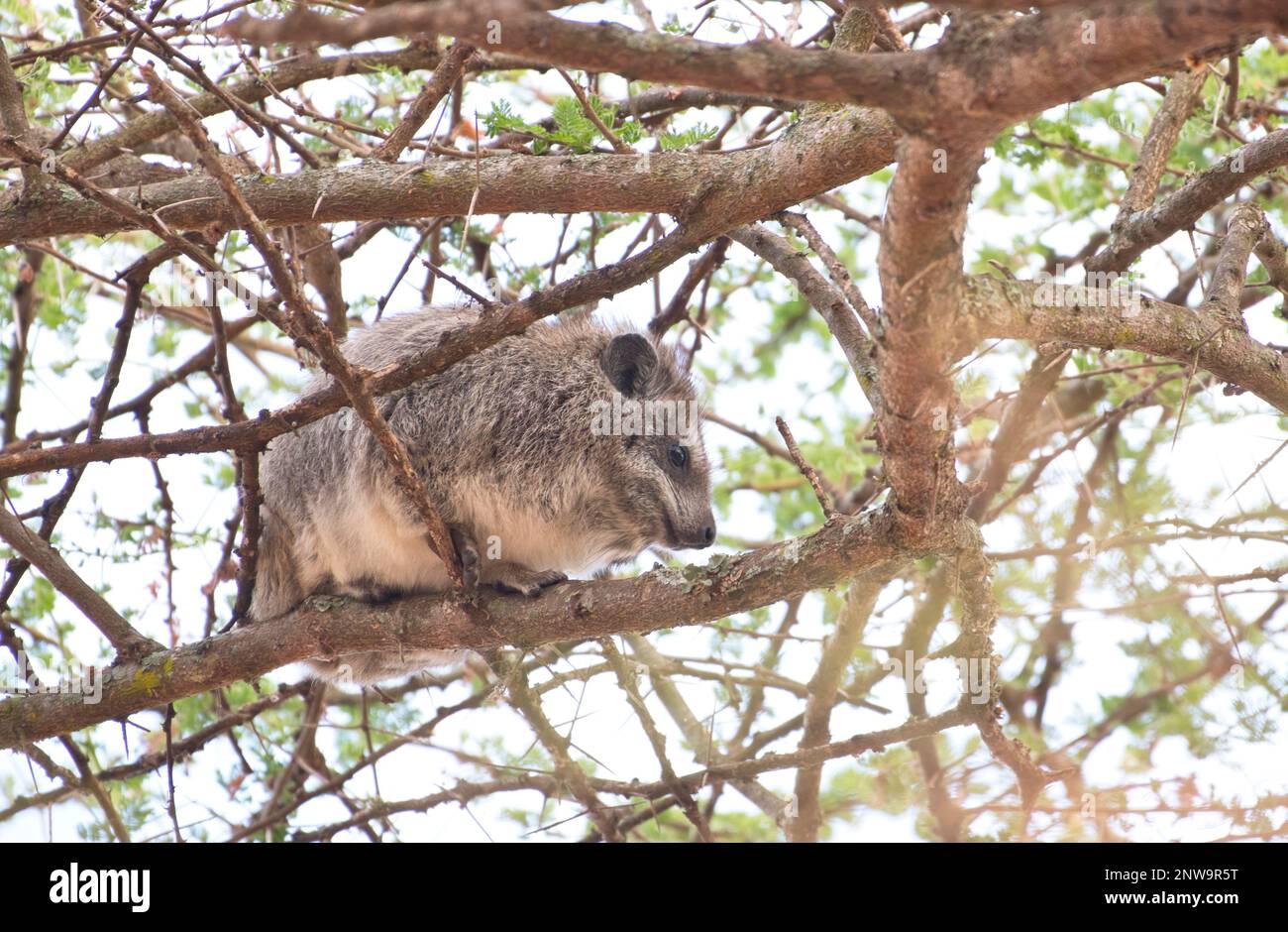 Southern tree hyrax (Dendrohyrax arboreus) Stock Photo