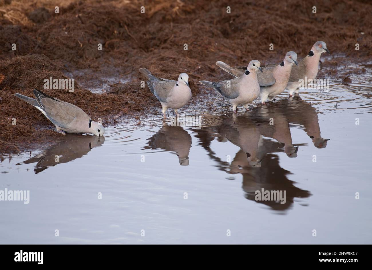 Five doves drinking, The three on the left are ring-necked doves (Streptopelia capicola) , the right two mourning doves (Streptopelia decipiens) Stock Photo