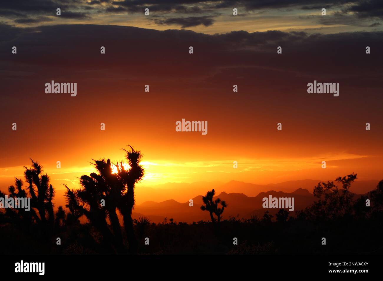 Joshua Tree Sunset, vivid sunset behind Joshua Trees in Mohave County