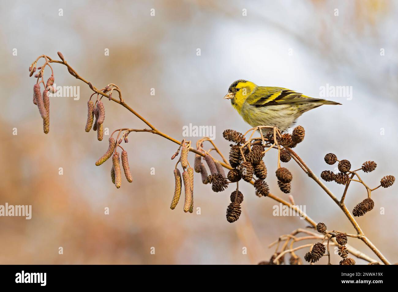 Woodland foraging hi-res stock photography and images - Alamy