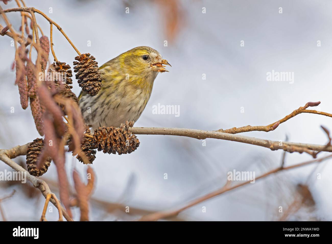 A Eurasian siskin (Spinus spinus) foraging in a tree in winter. Stock Photo