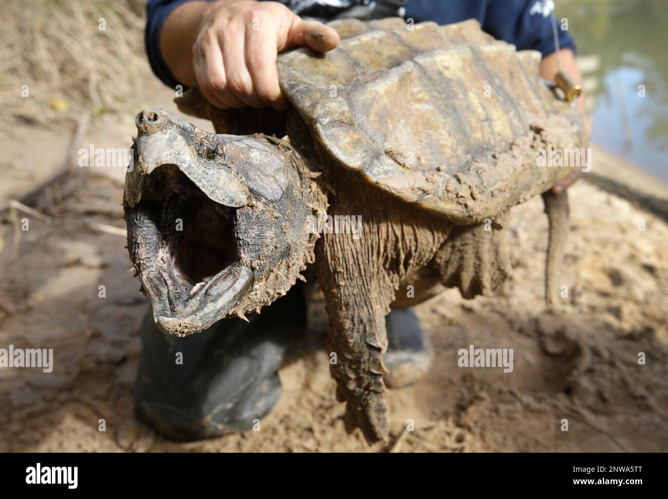 This Saturday, Nov. 24, 2018, photo shows a male alligator snapping