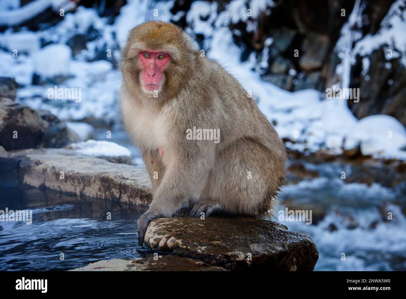 Monkey in a natural onsen (hot spring), located in Jigokudani Monkey ...