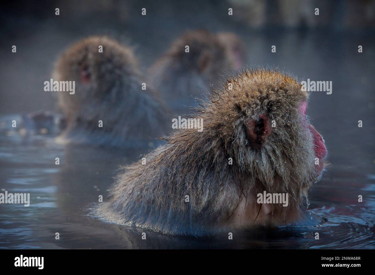 Monkeys in a natural onsen (hot spring), located in Jigokudani Monkey Park, Nagono prefecture