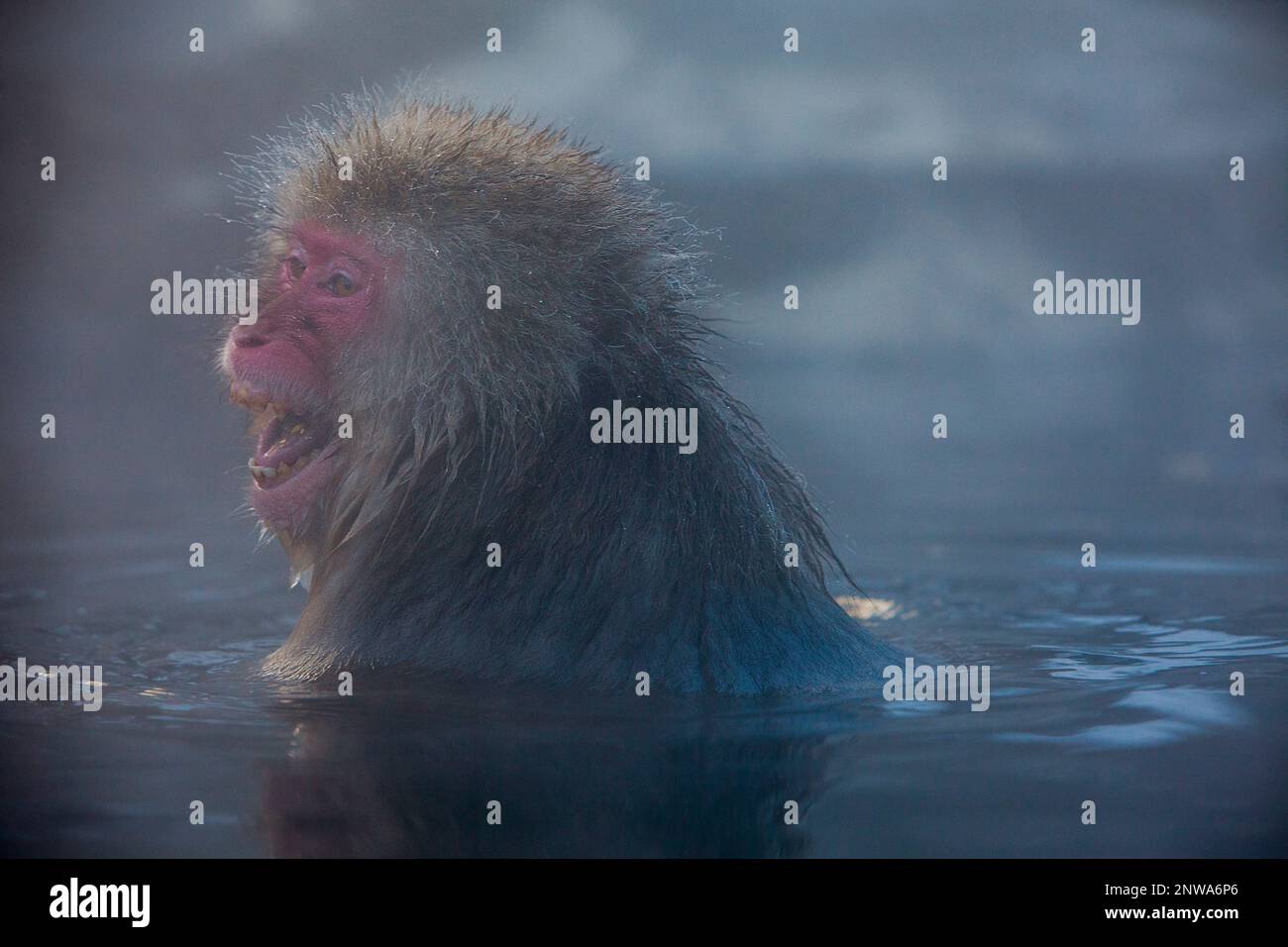 Monkey in a natural onsen (hot spring), located in Jigokudani Monkey Park, Nagono prefecture